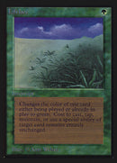 Lifelace [International Collectors' Edition]